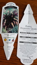 Load image into Gallery viewer, GRASSES pennisetum setaceum rubrum(purple fountain grass)

