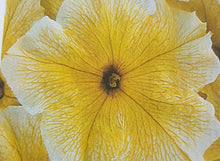 Load image into Gallery viewer, PETUNIA prism--sunshine [regular]
